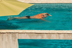 Kras-festival-5-Ajmo-Ca-2025-15